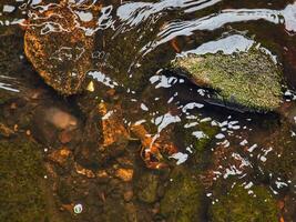 Crayfish in a stream on gravel with stones. Crayfish in nature. Delicacy to eat photo