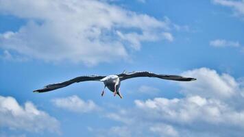Seagull flying in the sky. White clouds in the background. Bird from the coast. photo