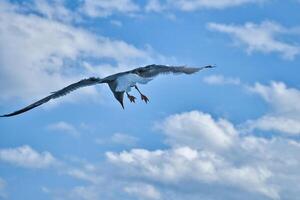Seagull flying in the sky. White clouds in the background. Bird from the coast. photo