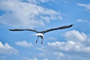 Seagull flying in the sky. White clouds in the background. Bird from the coast. photo