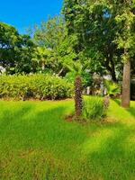 Vibrant scene of young palm trees under the warm sun, green trees with elongated shadows on the lush green grass. The bright blue sky serves as a backdrop, creating a serene and tropical ambiance photo