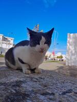 Focused Portrait of an Elegant Gray Tuxedo Cat with a sleek coat adorned with striking white patches photo