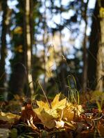 Fallen autumn yellow maple leaves on the ground close up in sunlight with blurred background photo