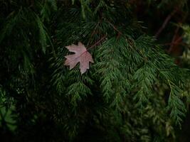 Fallen autumn red maple leaf covered with raindrops. Natural background photo