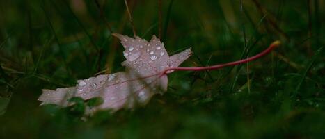 Fallen autumn red maple leaf covered with raindrops on green grass. Natural background photo
