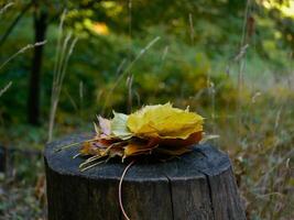 Fallen yellow colored autumn leaves are lying on a wooden stump in the forest photo