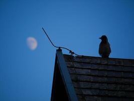 Silhouette of a crow sitting on the roof at the background of the night sky with the moon. Mystical horror fairy tale background wallpaper. Halloween fantasy and magic concept photo