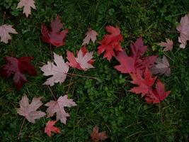 Fallen autumn red maple leaves covered with raindrops on green grass. Natural background photo