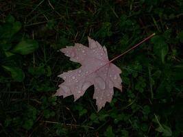 Fallen autumn red maple leaf covered with raindrops on green grass. Natural background photo