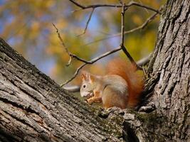 Squirrel sits on a tree branch and eats a nut in the park in autumn photo