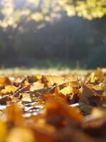 Fallen autumn yellow leaves on the ground close up in sunlight with blurred background photo