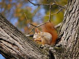 Close-up squirrel sits on a tree branch and eats a nut in the park in autumn photo