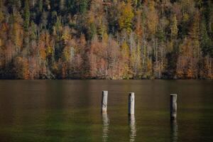 Wooden piles sticking out of water. Trees with autumn colored leaves are reflected in the lake. Konigssee lake shore photo