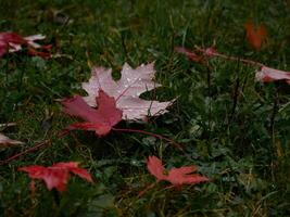 Fallen autumn red maple leaves covered with raindrops on green grass. Natural background photo