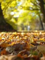 Fallen autumn yellow leaves on the ground close up in sunlight with blurred background photo