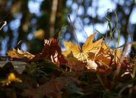Fallen autumn yellow maple leaves on the ground close up in sunlight with blurred background photo