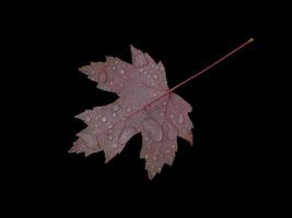 Fallen autumn red maple leaf covered with raindrops isolated on black background. Natural design element photo