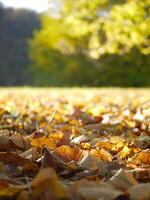 Fallen autumn yellow leaves on the ground close up in sunlight with blurred background photo
