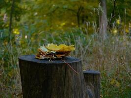 Fallen yellow colored autumn leaves are lying on a wooden stump in the forest photo