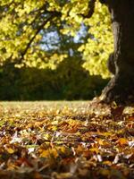 Fallen autumn yellow leaves on the ground close up in sunlight with blurred background photo