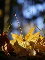 Fallen autumn yellow maple leaves on the ground close up in sunlight with blurred background photo