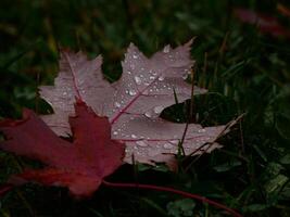 Fallen autumn red maple leaves covered with raindrops on green grass. Natural background photo