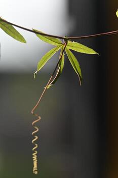 a branch with a leaf hanging from it photo