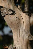a close up of a tree trunk with a bird on it photo