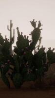 Sunset view of the Arizona desert with Saguaro cacti and mountains video