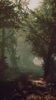 A serene forest path surrounded by tall trees video