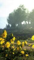 A vibrant field of yellow flowers with a scenic backdrop of trees video