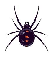 Spider black widow Latrodectus occidentalis. Black spider with red spots in flat style. Dangerous poisonous insect on white background. illustration. vector