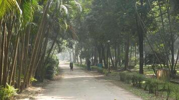 A man is walking down a dirt road in the middle of a park video