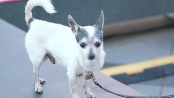 A small white dog with a leash on a ledge video