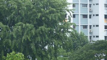 A large tree in front of a building video