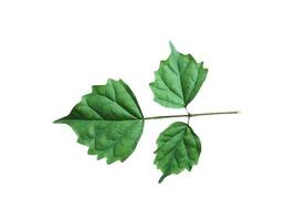 Green leaves isolated on white background. Clipping path included for easy editing. photo