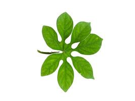Green leaf isolated on white background with clipping path. Top view. photo