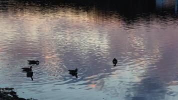 The wild ducks swimming in the river with the sunset reflection on the water surface photo