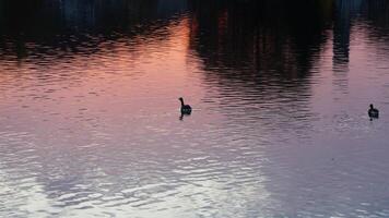 The wild ducks swimming in the river with the sunset reflection on the water surface photo