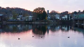 The wild ducks swimming in the river with the sunset reflection on the water surface photo