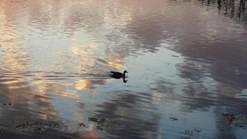 The wild ducks swimming in the river with the sunset reflection on the water surface photo