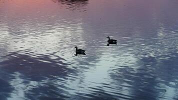 The wild ducks swimming in the river with the sunset reflection on the water surface photo