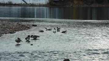 The wild ducks swimming in the river with the sunset reflection on the water surface photo