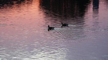 The wild ducks swimming in the river with the sunset reflection on the water surface photo