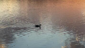 The wild ducks swimming in the river with the sunset reflection on the water surface photo