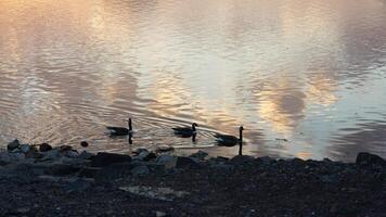 The wild ducks swimming in the river with the sunset reflection on the water surface photo