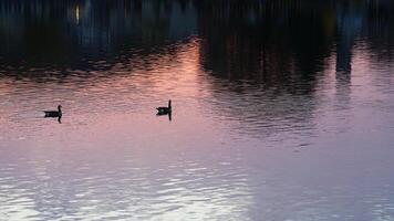 The wild ducks swimming in the river with the sunset reflection on the water surface photo