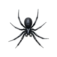 Black Spider with Eight Legs and a Rounded Cephalothorax png