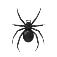 Black Widow Spider Viewed From Below png