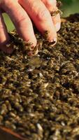 Man's bare hand holding frame with many bees and taking some on his hand. Bees crawls on male's hand in a sunny day. Apiary concept Vertical video